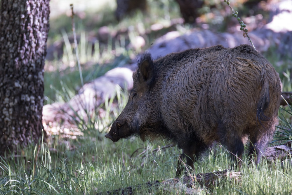 dgestim_sanglier_fnc2015_33_