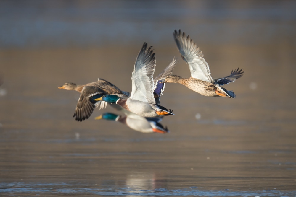 Colvert