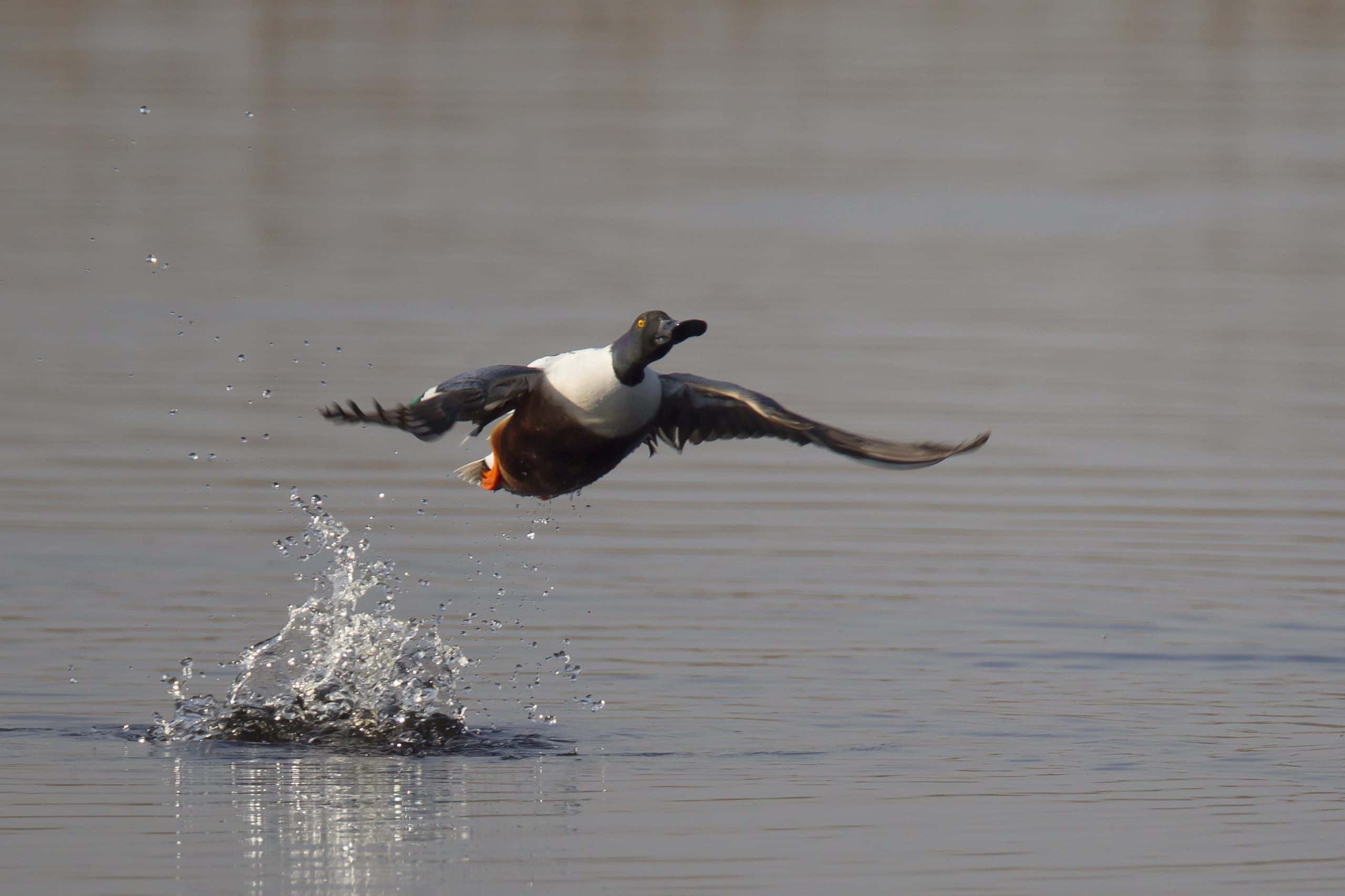 Oiseaux_anatides_dgest_fnc20240043-scaled