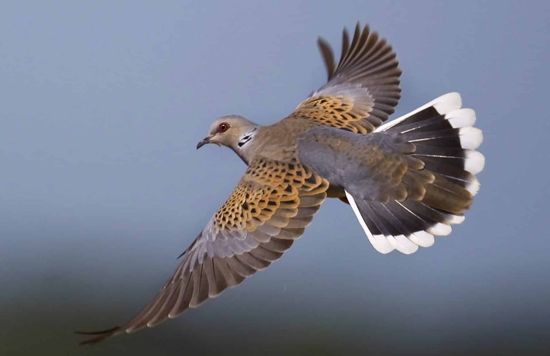 colombides_dgest_fnc_20220037-scaled-e1756465290297