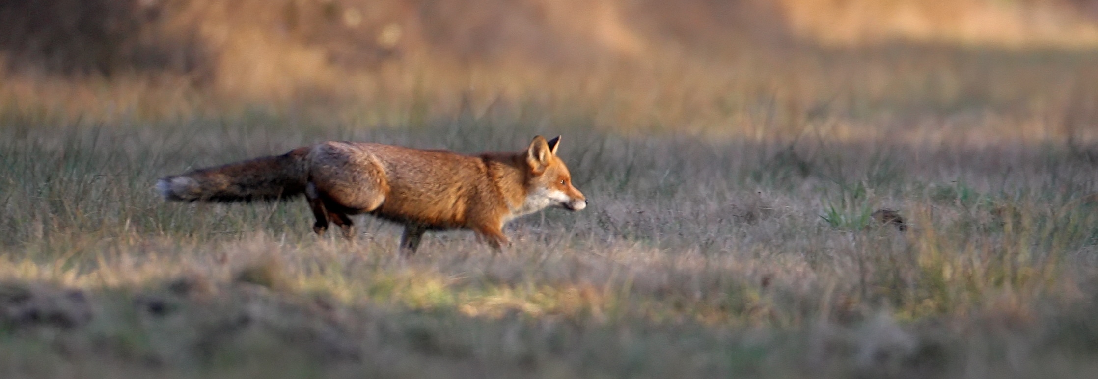 mamm_renard_dgest_fnc202000009