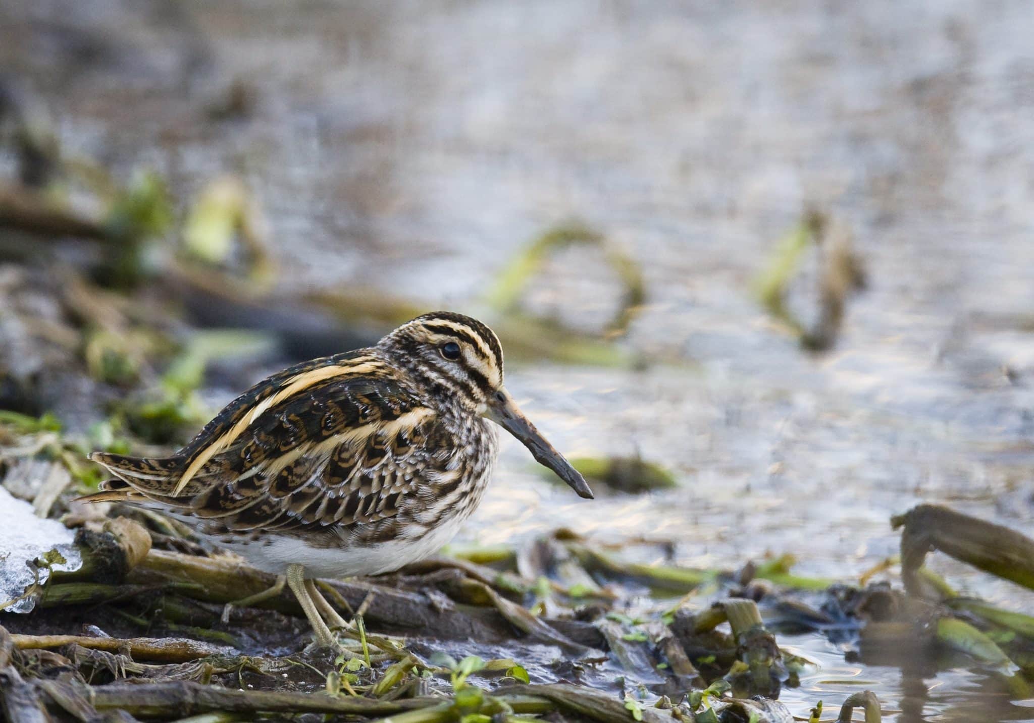 becassine-sourde-2048x1433